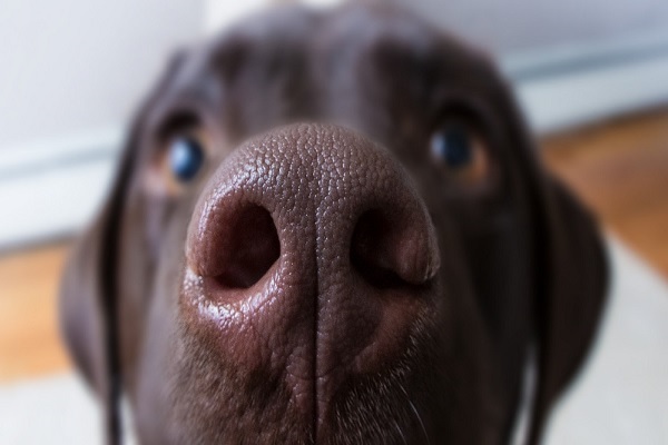 olfato de un perro