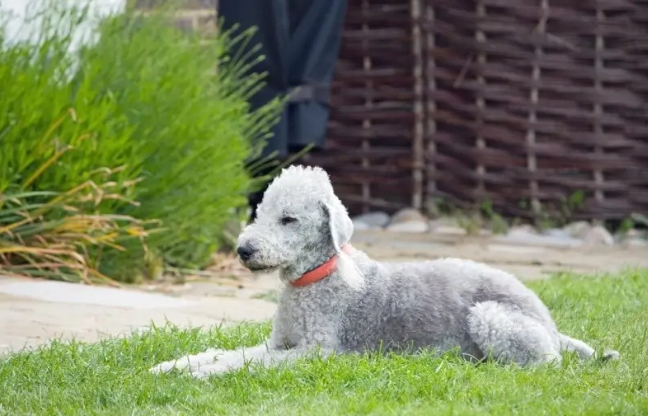Bedlington Terrier