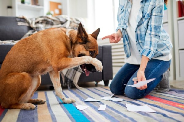 reprender a tu perro