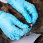 verrugas en la piel de un perro